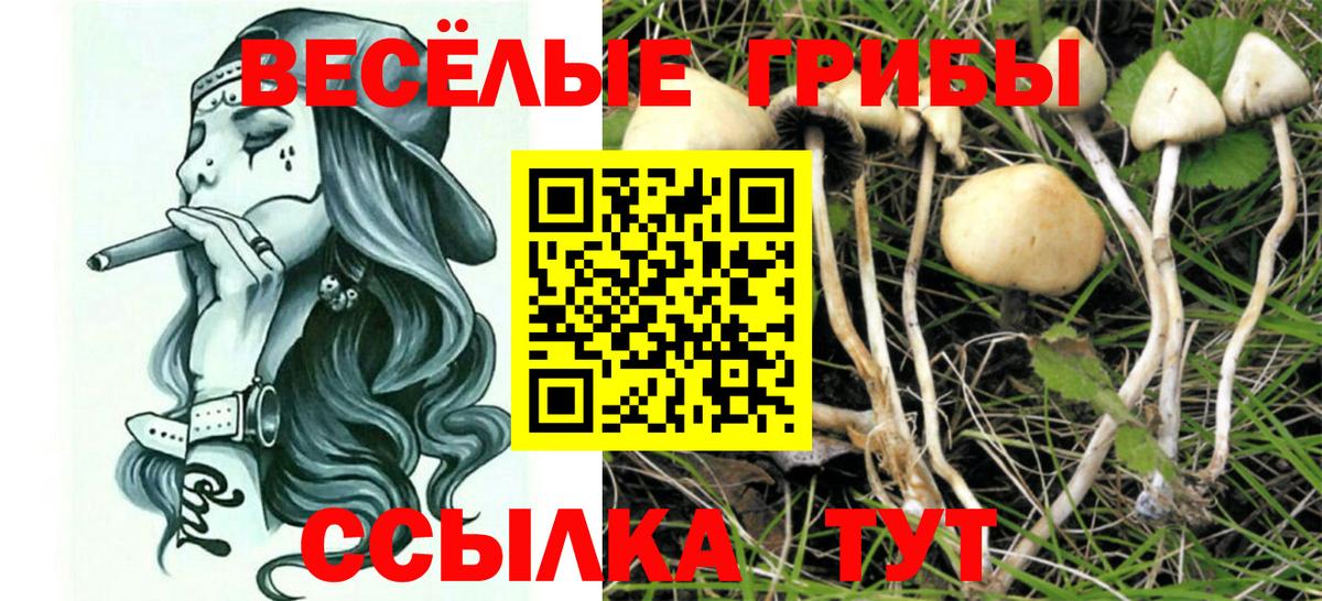 Алушта  Галлюциногенные грибы MAGIC MUSHROOMS  Псилоцибиновые грибы Psilocybe  Вход с VPN 